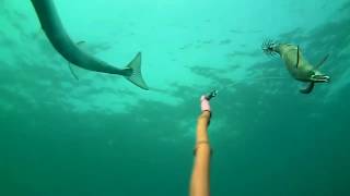 Imagens subaquaticas no Tejo e Sado de Chocos Robalos Douradas Corvinas e mais muito mais [upl. by Ariaz]