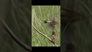 Whinchat female with her chick  Femelă de mărăcinar mare cu puiul ei [upl. by Ainocal623]