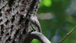 サメビタキ 野鳥 Siberian flycatcher Muscicapa sibirica wildbirds [upl. by Ludmilla]