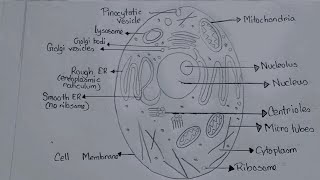 Animal Cell Diagram Drawing CBSE  easy way  labeled Science project  Step by step [upl. by Cinderella]