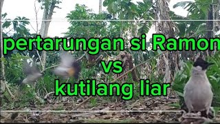 seru🔥pikat kutilang si Ramon bertarung dengan kutilang liar [upl. by Dibrin550]