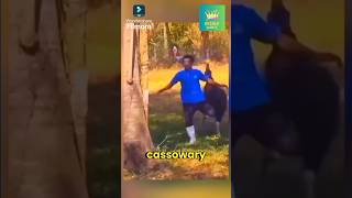 World Most Dangerous Bird Cassowary🤯😲 shorts cassowary [upl. by Harimas]