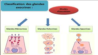 Cours dhistologie les épithéliums glandulaires [upl. by Elsbeth895]