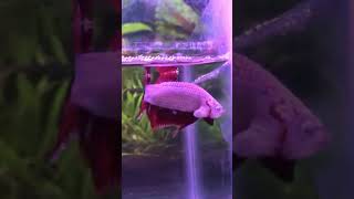 Essential Betta Fish Care  shorts [upl. by Reitman]