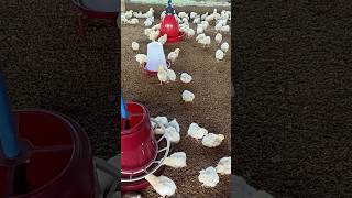 Karan poultri farmytshorts poultry shorts viralvideo [upl. by Magnusson]