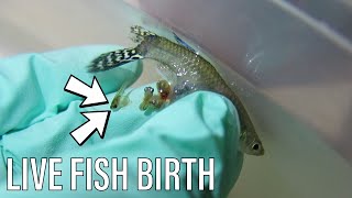 EMERGENCY Guppy Fish Birth  Live Birth [upl. by Hephzibah]