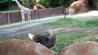 Giraffe Chasing Ostrich FUNNY [upl. by Akiner287]