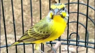 Irama Suara Burung Mozambik Gak Mau Diam yellow fronted canary Serinus mozambicus [upl. by Gemperle]