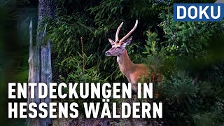 Entdeckungen in Hessens Wäldern  doku  erlebnis hessen [upl. by Shelli]