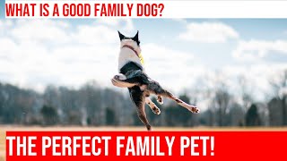 Choosing the Perfect Family Dog Characteristics to Consider [upl. by Dnalrah68]