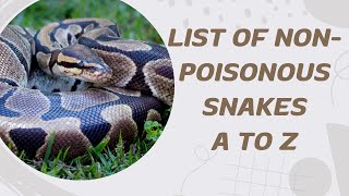 List Of Non Poisonous Snakes A To Z [upl. by Llerehc168]