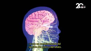 Conoce los 5 tipos de epilepsia que existen en el Día Internacional de la Epilepsia  EspecialMSP [upl. by Uile]