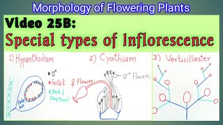 SPECIAL TYPES OF INFLORESCENCE  Hypanthodium Cyathium and Verticillaster Inflorescence  NEET [upl. by Willa]