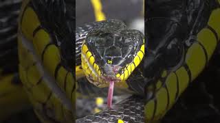 Worlds Deadliest Snakes Venom Unleashed shorts [upl. by Enej]