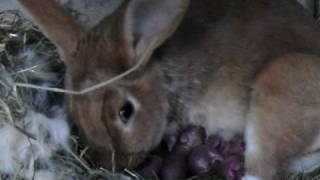 l accouchement de notre lapine [upl. by Bernard]