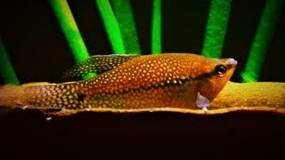 Pearl Gourami Care amp Tank Set up Guide [upl. by Orabel]