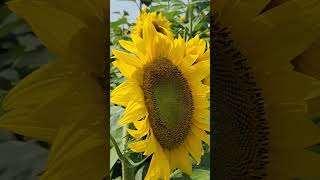 Lets go to Hereward Farms shorts kidsvideo viralshorts ontario summer [upl. by Inaja]