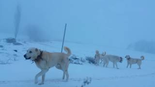 Akbaş çoban köpekleri [upl. by Adnalay]