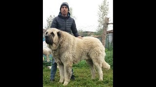 Maşallah Ayı Gibi Dedikleri Bu Olsa Gerek  DEV BALYOZ  100 cm 120 kg  AYI BOĞAN [upl. by Gupta]