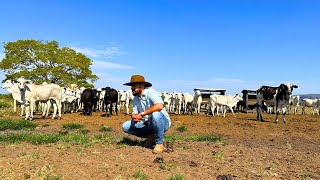 Como um simples Manejo de pasto deixa Mais Lucro na Fazenda de Corte [upl. by Colette148]