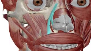 Facial Muscles Muscles of Expression [upl. by Johathan]