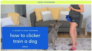 Expert Tips on Clicker Training for Dogs [upl. by Lleinnad909]