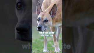 Basenjis the quotbarkless dogquot basenji dogs africa [upl. by Hanway]