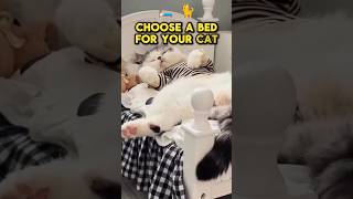 The Best Bed for Your Cat Its NOT What You Think [upl. by Melville]