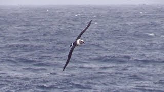 Grey headed Albatross near adult South Georgia South Atlantic 30th March 2018 [upl. by Bouchier]