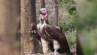 Endangered vulture found dead had unnatural wound Dallas Zoo says [upl. by Eelsel]