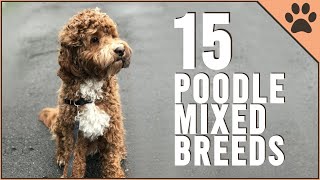 15 Poodle Mix Breeds That Will Melt Your Heart [upl. by Ettennod180]