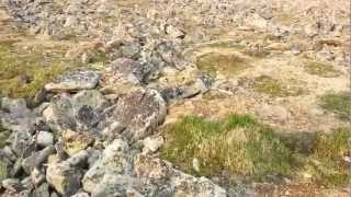 Tom feeding mountain goats on FrozetoDeath Plateau [upl. by Peckham447]