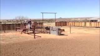 Meradas Thunder Calf Roping Horse  Breakaway Horse For Sale [upl. by Avot299]