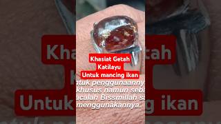 Khasiat Katilayu shortsvideo fishing katilayu Getahkatilayu mancingmania [upl. by Zea]