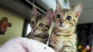 MY BENGAL KITTENS [upl. by Nmutua]