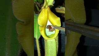 Feeding Nepenthes veitchii with insects 🐜🌧️ nepenthes pitcherplants carnivorousplants [upl. by Crosse]