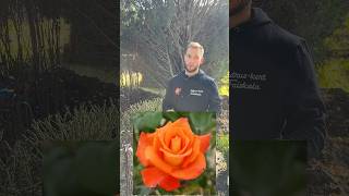 Megérkeztek a magastörzsű rózsák 🌹cédruskert cédruskertfaiskola székesfehérvár botanical rose [upl. by Docilla]