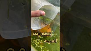 ഇന്നത്തെ പണി ഇതായിക്കോട്ടെ 😁shrimps guppy trending viralvideo happiness [upl. by Memberg551]