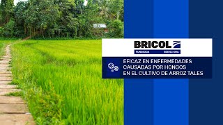 BRICOL Control de hongos en cultivos de arroz [upl. by Inalaeham897]