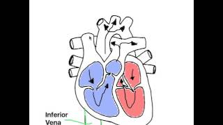 Inferior Vena Cava [upl. by Acinehs]