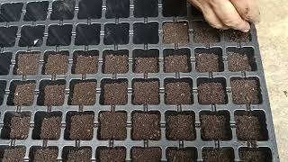 how to grow seed in seedling tray [upl. by Monika]