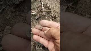 ANCIENT CRINOID BEAD FOUND ARTIFACT HUNTING IN SAGINAW MICHIGAN shorts beads crinoid fossils [upl. by Fem]