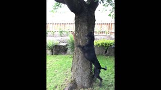 Dog and Squirrel Play Chase Around a Tree  ViralHog [upl. by Noyes158]