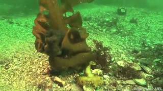 Wheres the Octopus  Video removed at request of Science Friday [upl. by Kirshbaum]