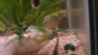 Peppered Cory Catfish Laying Eggs [upl. by Bashuk]