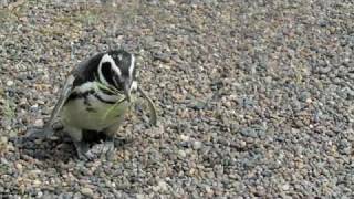 Penguins in Argentina  A Penguin Attack [upl. by Augustus]