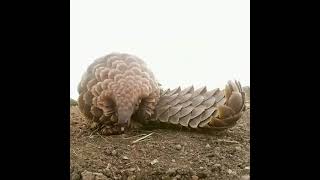 Pangolin extending its tongue [upl. by Eetsirk]