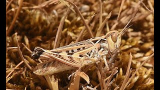 Iberian Crossbacked Grasshopper Dociostaurus hispanicus female [upl. by Ratep871]