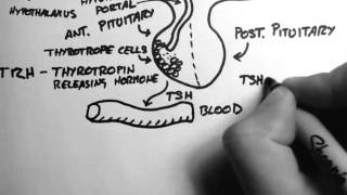 Thyroid Hormone 1  Control [upl. by Mallorie]