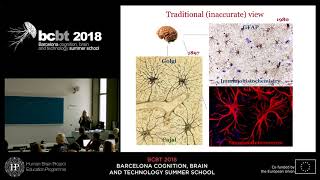 Astrocytes revisited from brain homeostasis to system neuroscience Elena Galea [upl. by Pierrette]